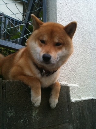 f:id:rrn:20120518204346j:image f:id:rrn:20120518204346j:image
