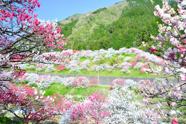 f:id:rrryo719719:20181116143942j:plain シャングリラ