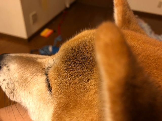 柴犬モモタロウ