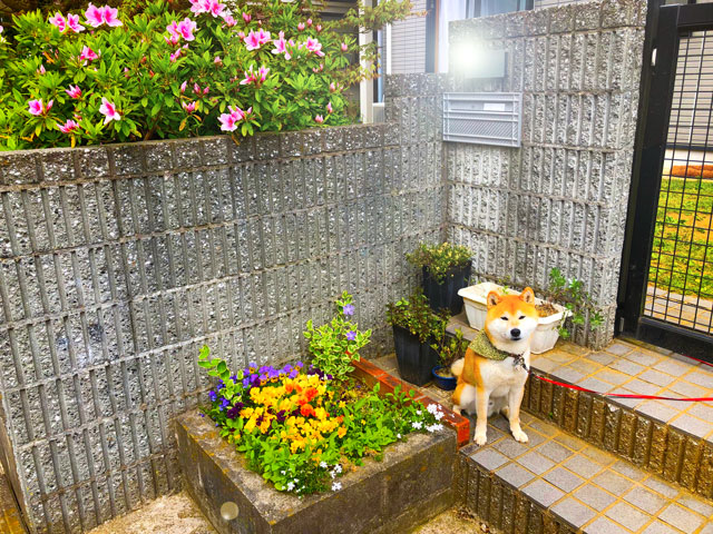 魔女の庭作りと週末断食