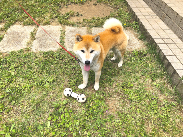 犬は水洗いだけだと臭くならない ペットシャンプー業界激震の真実 シャングリラ アース 魔法と宇宙の法則の願望実現レシピ