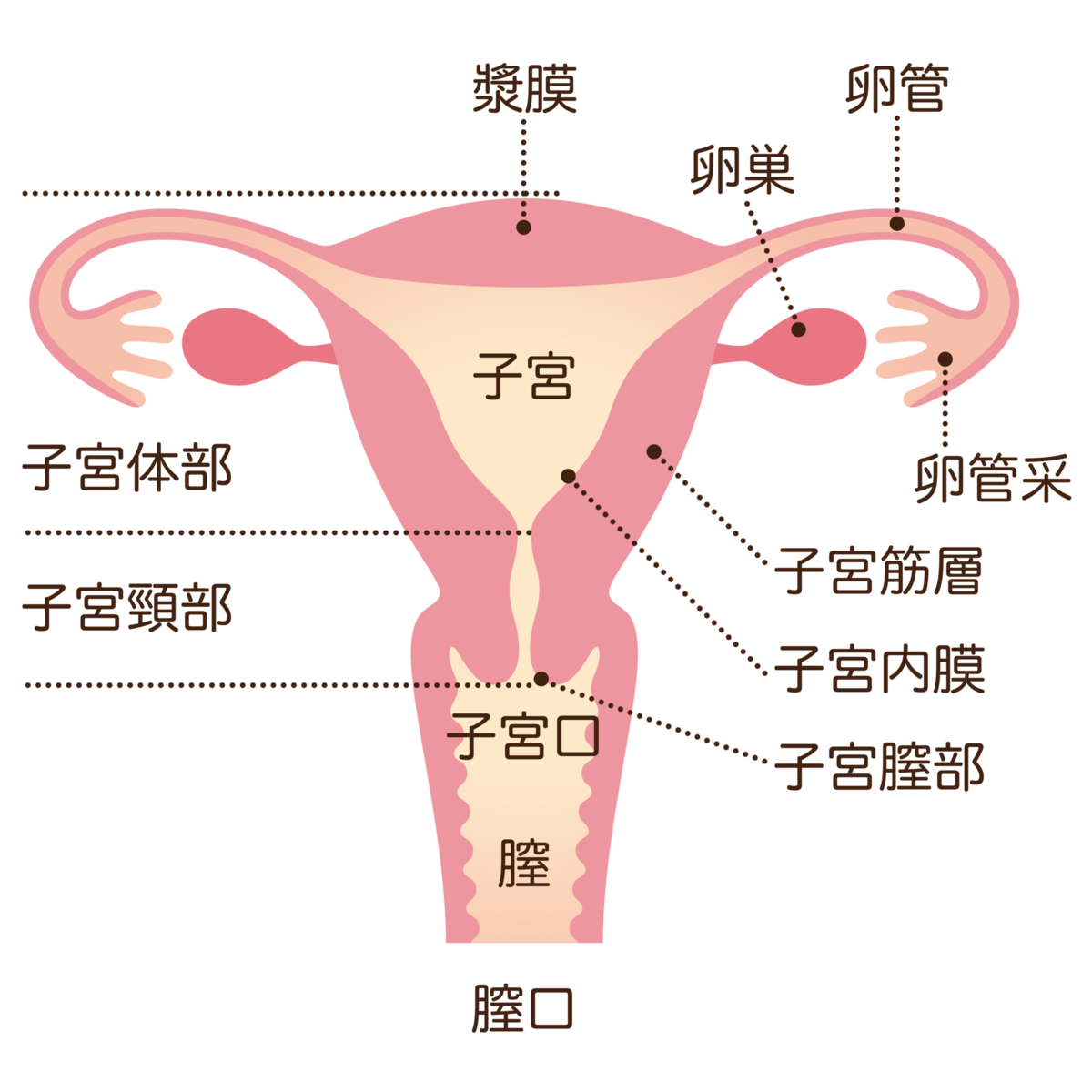 スイカズラと女性、卵巣