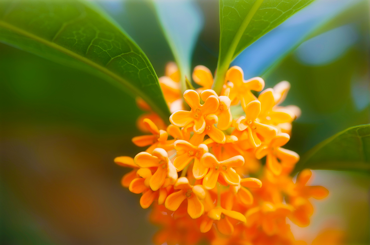 10月8日より二十四節気の寒露かんろ。金木犀キンモクセイは生まれる前