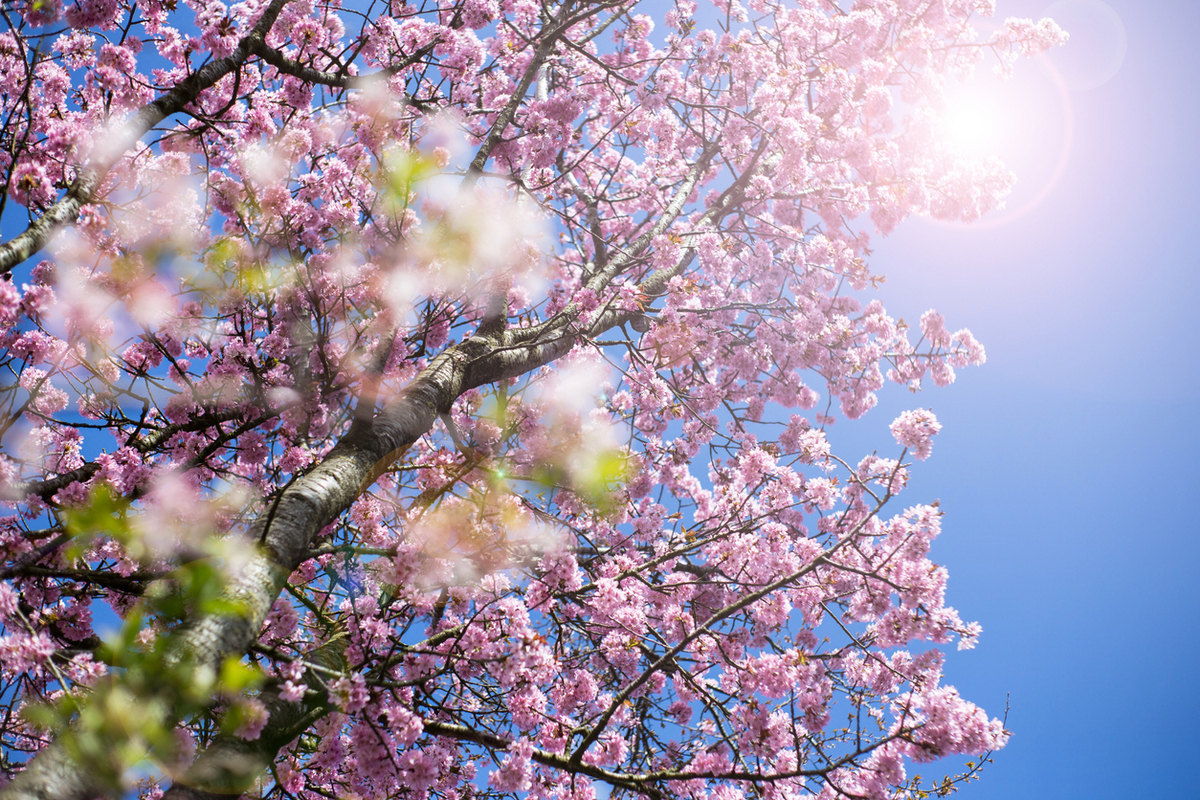 二十四節気 ３月２０日より春分、サバトはオスタラ、魔法ハーブは桜、チェリーブロッサム🌸