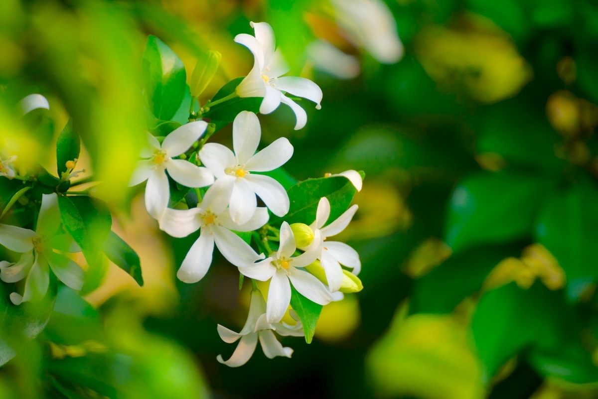 二十四節気 ４月１９日より穀雨、予知夢とお金の魔法はジャスミン🌿