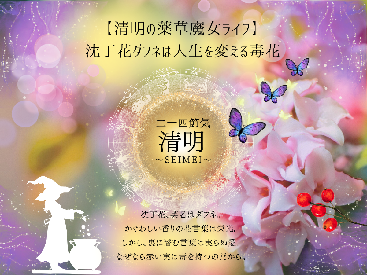二十四節気 ４月４日より清明、マジカルハーブは沈丁花（ダフネ）