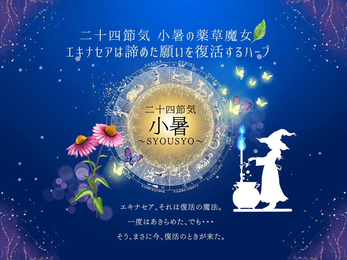 二十四節気 ７月７日より小暑、ふたご座パワー×七夕🎋×半夏生ラスト⭐️エキナセアは諦めた願い復活ハーブ🌿