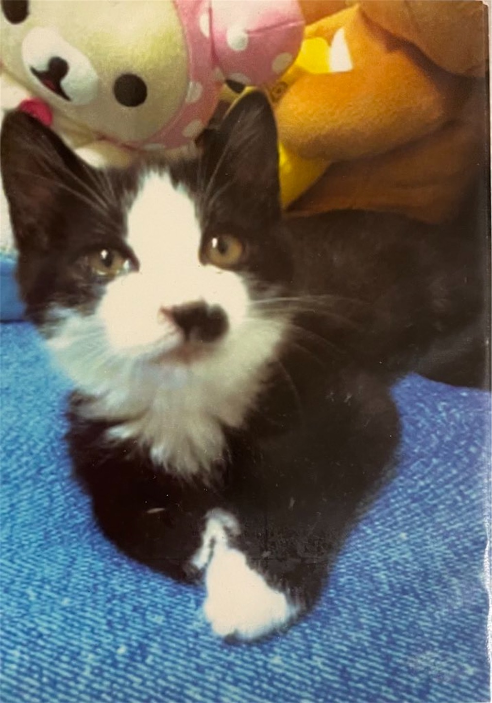 f:id:rs_hibi_log1001:20250822171504j:image