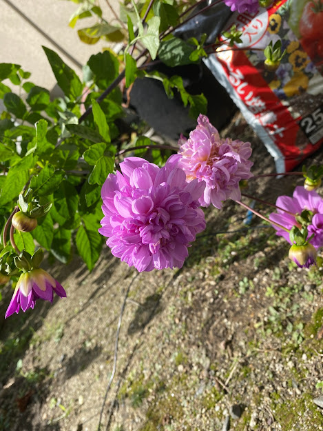 f:id:rsa55156aya:20211108135416j:plain
