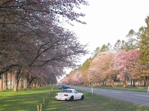 二十間道路（北海道静内）