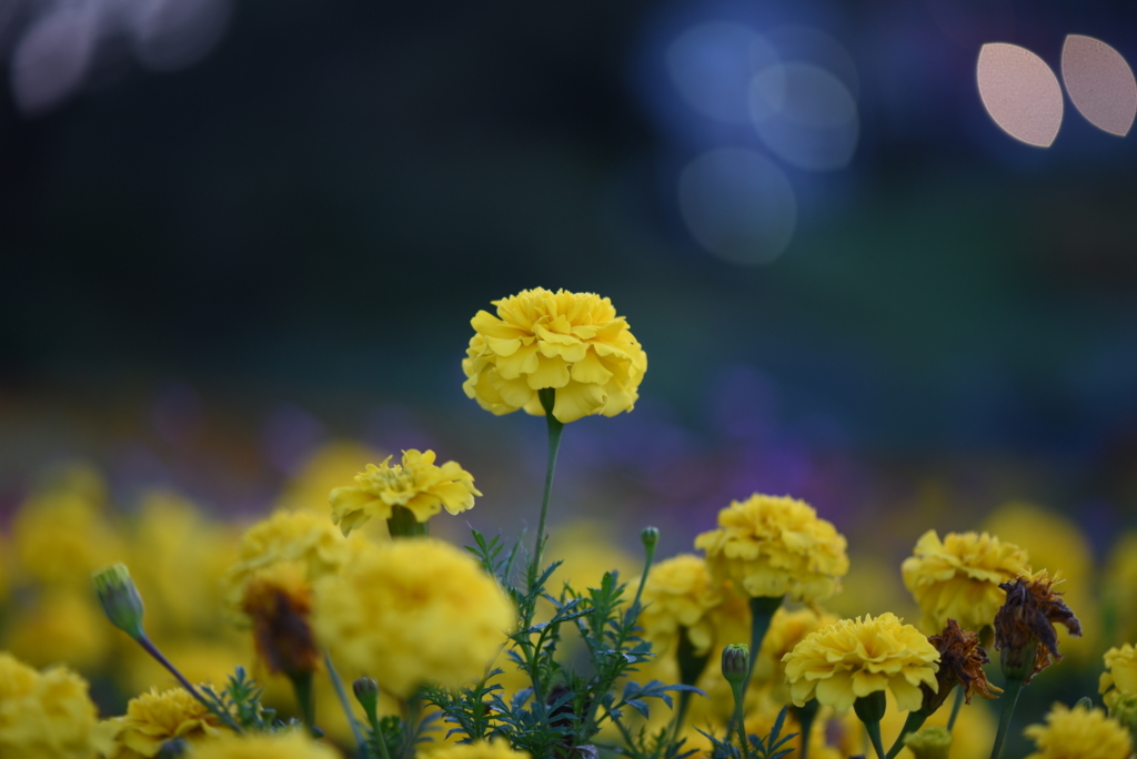 f:id:rskud:20171009225306j:plain f:id:rskud:20171009225306j:plain