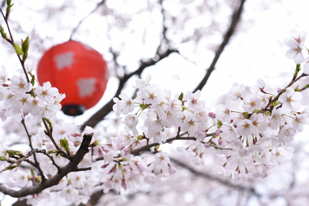 f:id:rskud:20180411234659j:plain