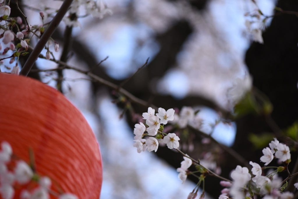 f:id:rskud:20180411235222j:plain