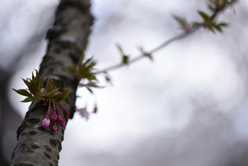 f:id:rskud:20180411235449j:plain