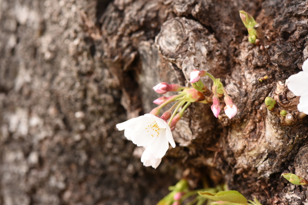 f:id:rskud:20180411235557j:plain