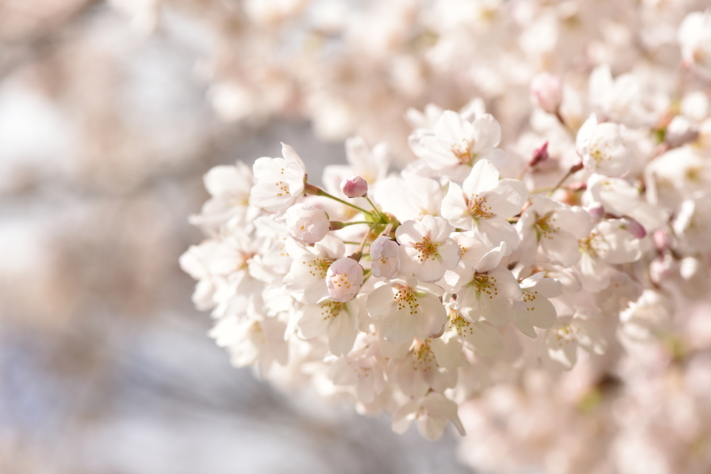 f:id:rskud:20180411235624j:plain