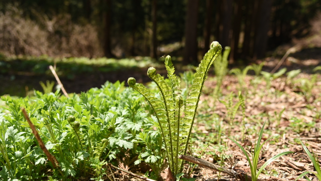 f:id:rskud:20180429233726j:plain