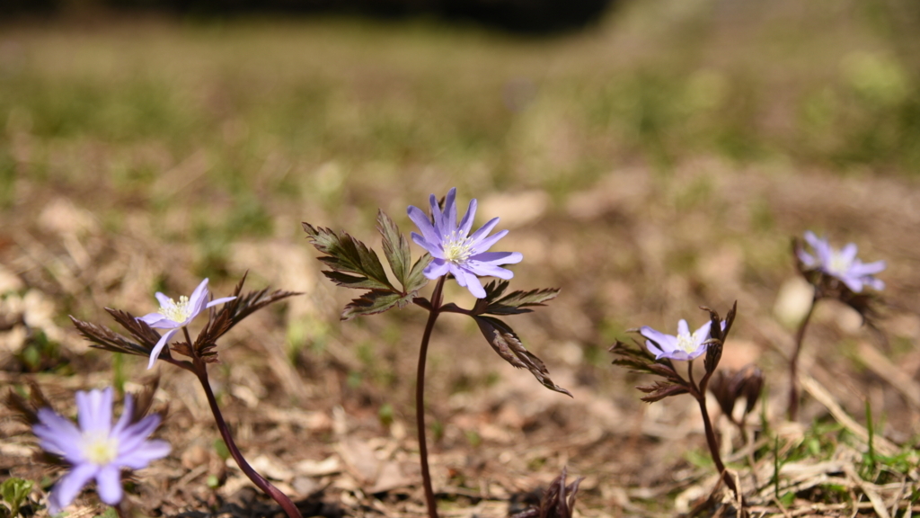 f:id:rskud:20180429233739j:plain