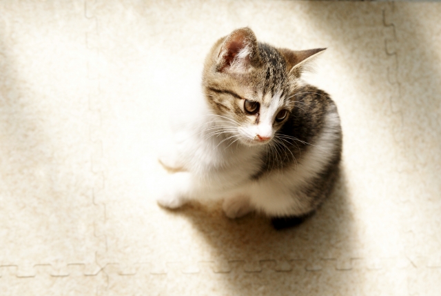 f:id:rslka0218:20210302085046j:plain