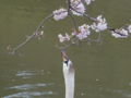 京都新聞写真コンテスト　食いしん坊