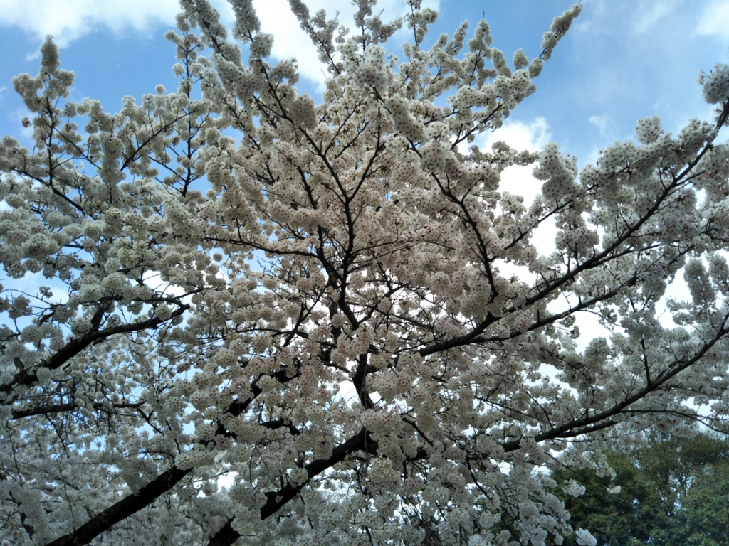 f:id:rtaroyma:20170419130125j:plain