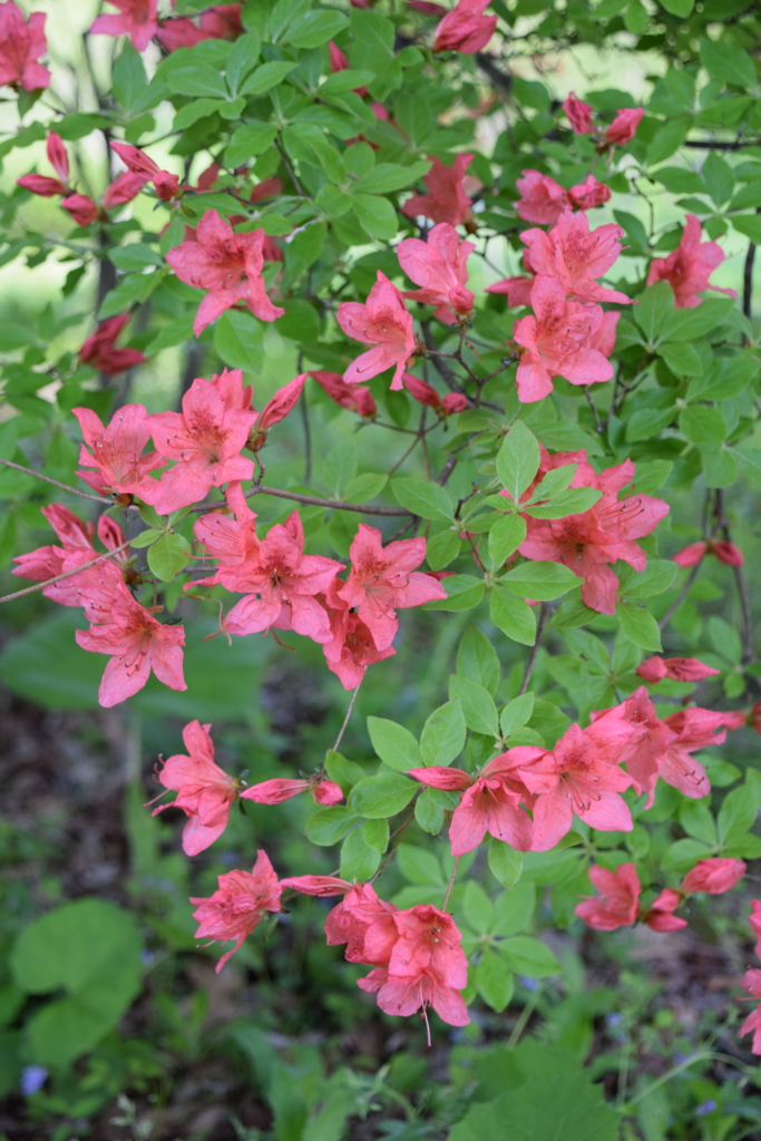 f:id:rtaroyma:20170517183840j:plain