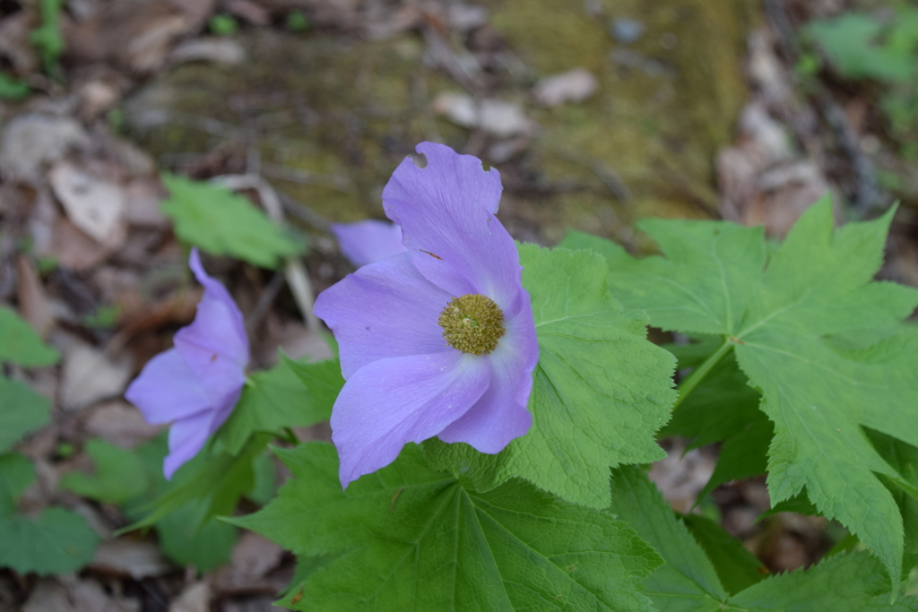 f:id:rtaroyma:20170517183940j:plain