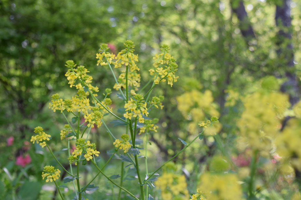 f:id:rtaroyma:20170517193554j:plain