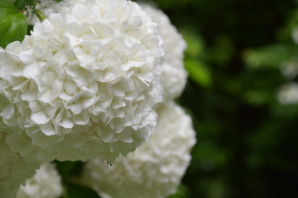 f:id:rtaroyma:20170602160618j:plain