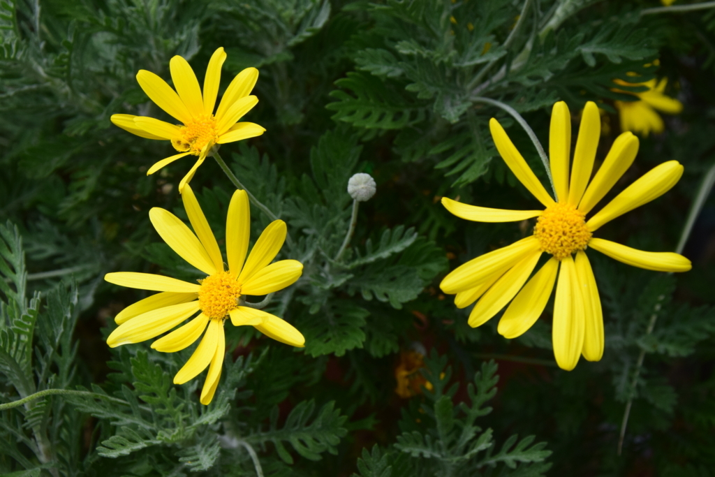 f:id:rtaroyma:20170607184555j:plain f:id:rtaroyma:20170607184555j:plain