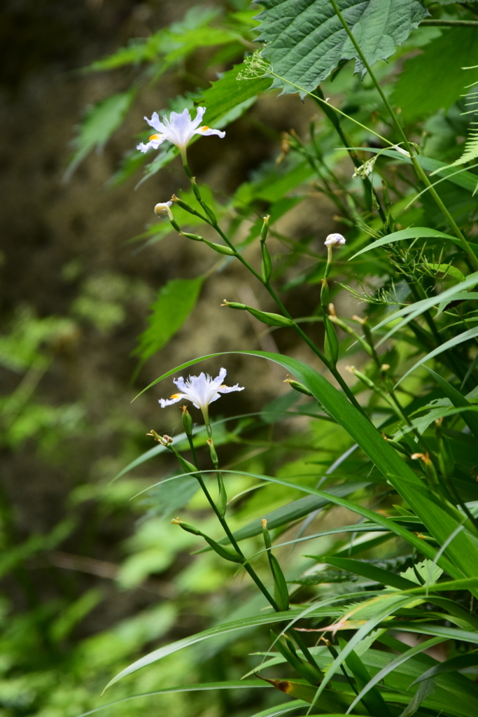 f:id:rtaroyma:20170608001043j:plain