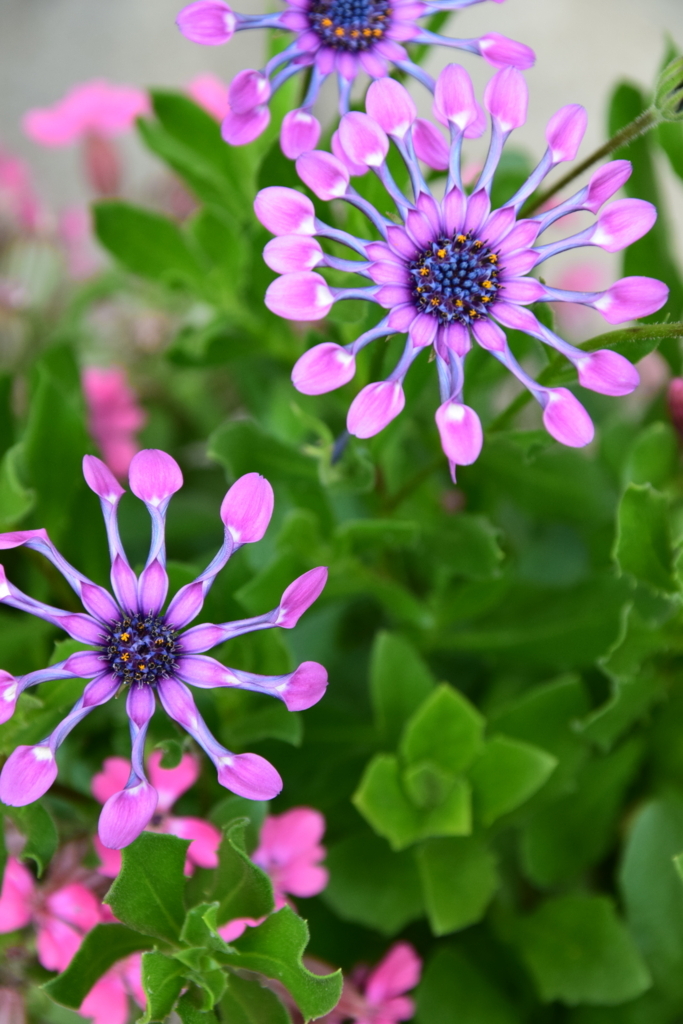 f:id:rtaroyma:20170608002148j:plain