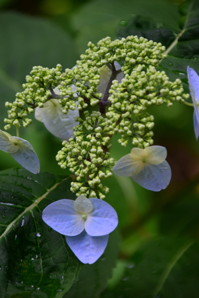 f:id:rtaroyma:20170620180253j:plain