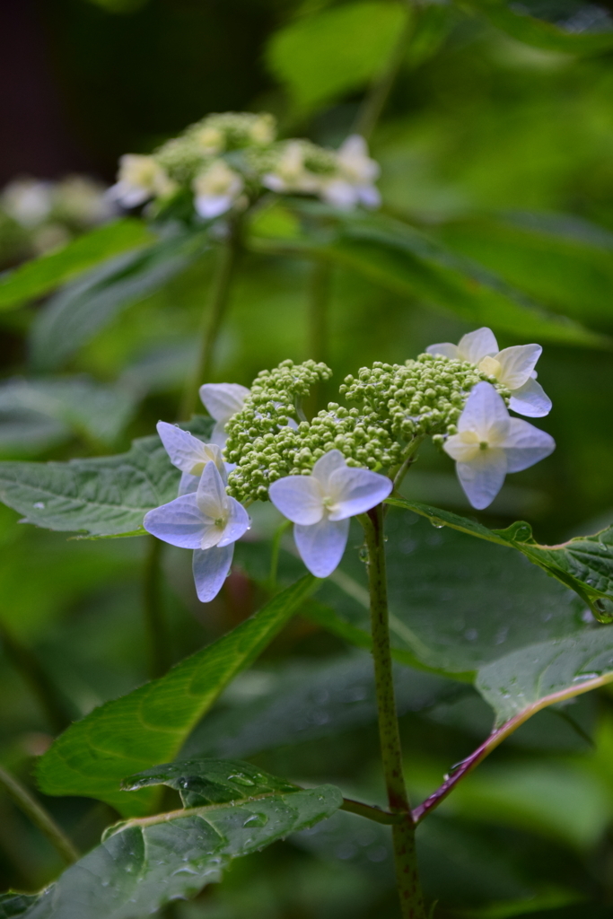 f:id:rtaroyma:20170620180344j:plain