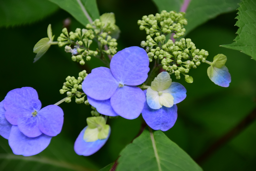 f:id:rtaroyma:20170620184717j:plain