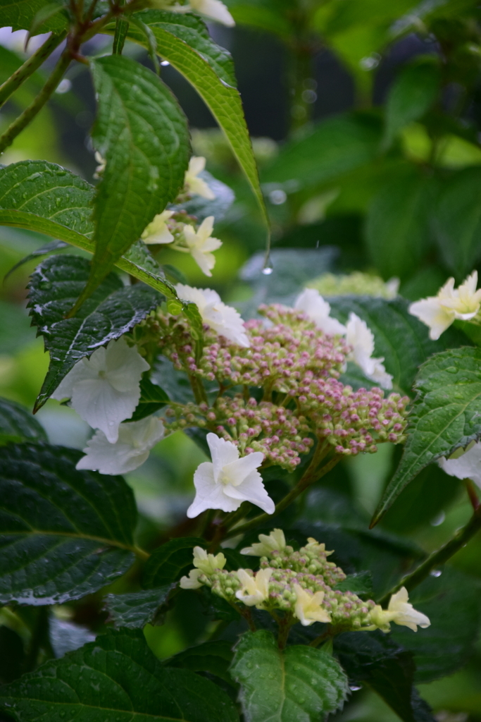 f:id:rtaroyma:20170621125308j:plain