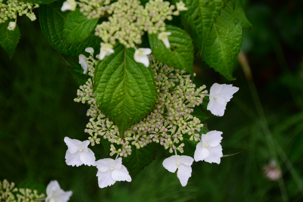 f:id:rtaroyma:20170621125427j:plain