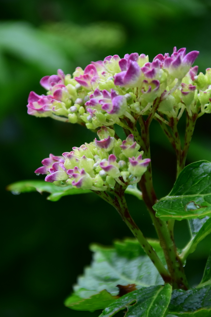 f:id:rtaroyma:20170621131433j:plain