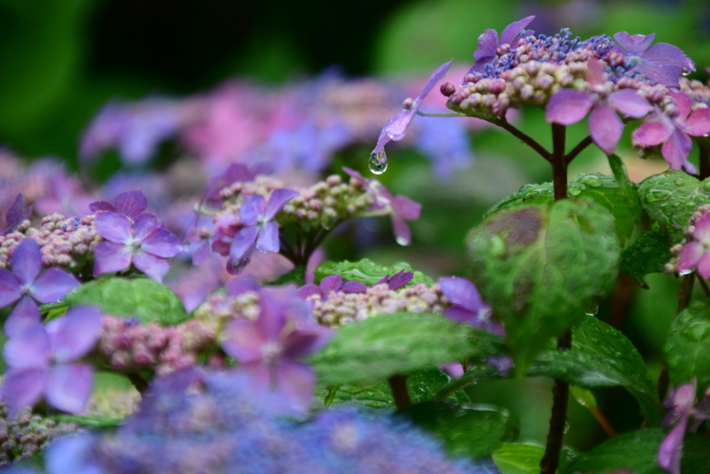 f:id:rtaroyma:20170621140806j:plain