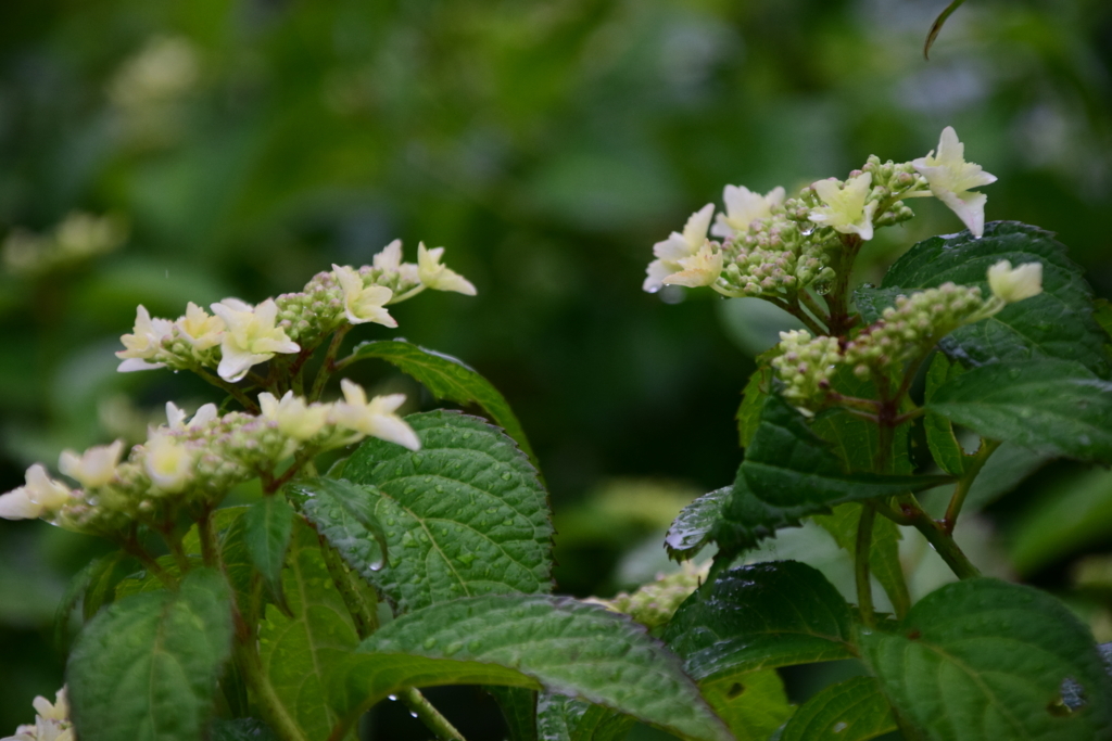 f:id:rtaroyma:20170621141111j:plain