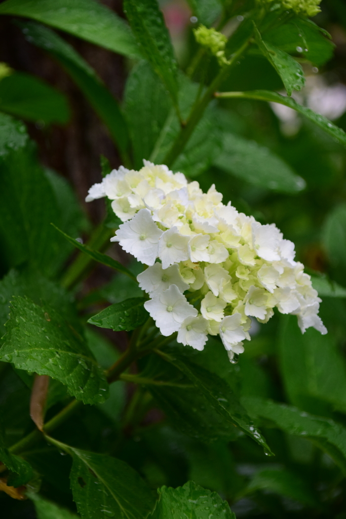 f:id:rtaroyma:20170621141611j:plain