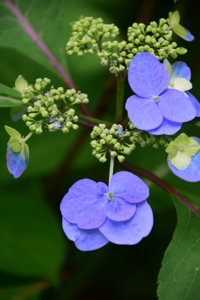 f:id:rtaroyma:20170621161448j:plain