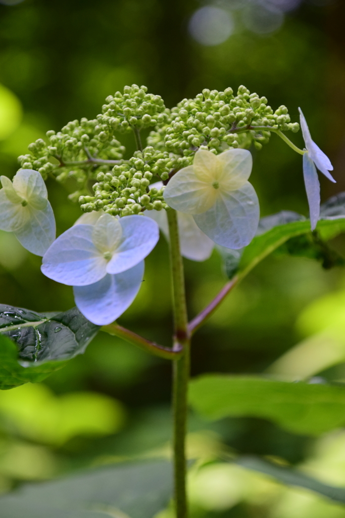 f:id:rtaroyma:20170621161624j:plain