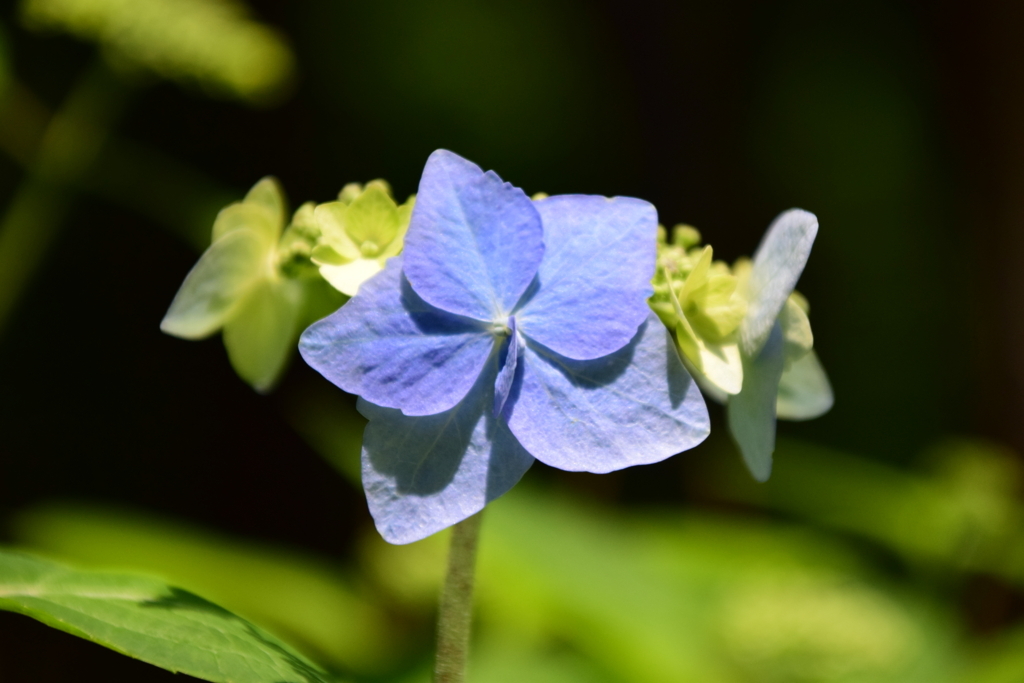 f:id:rtaroyma:20170621161745j:plain