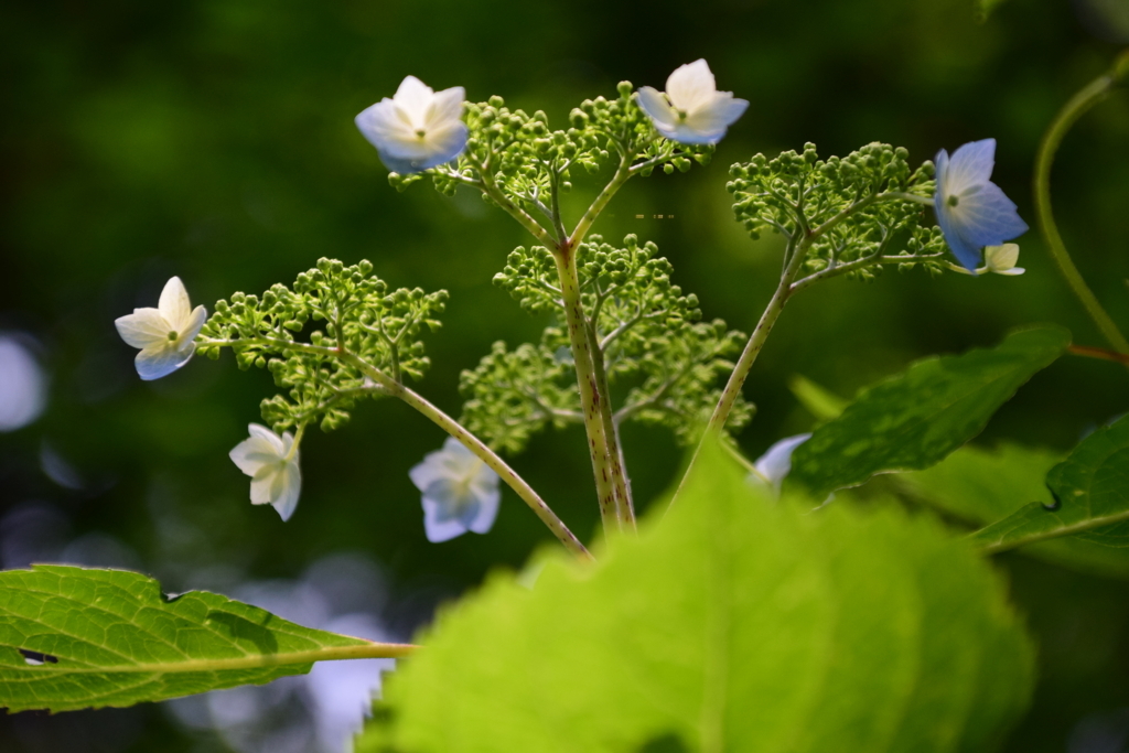 f:id:rtaroyma:20170621161921j:plain