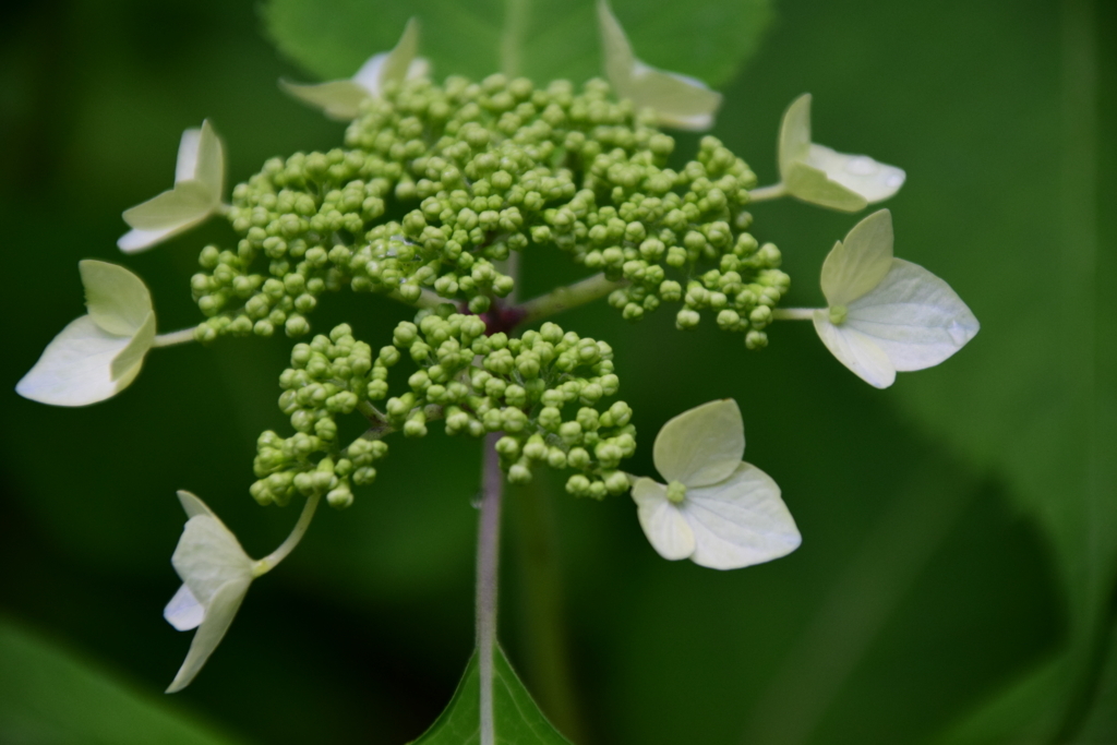 f:id:rtaroyma:20170621162138j:plain