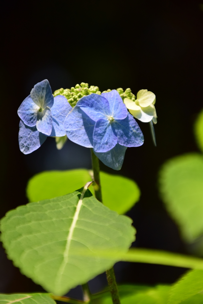 f:id:rtaroyma:20170621162223j:plain