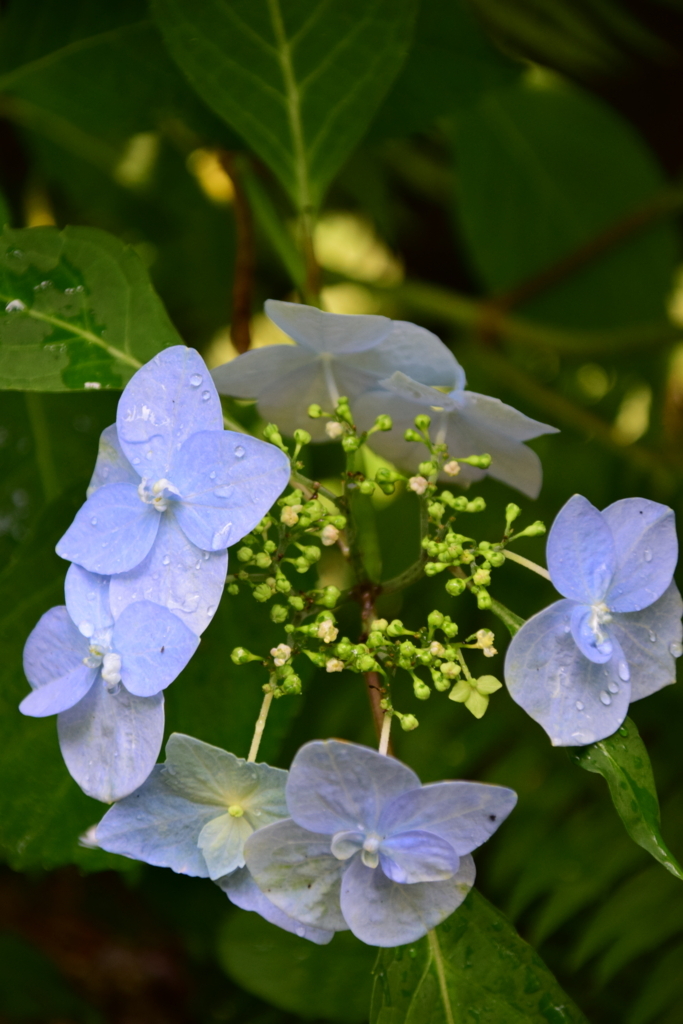 f:id:rtaroyma:20170621162426j:plain