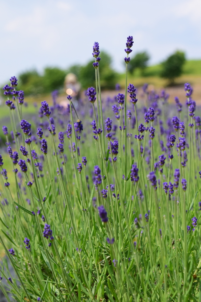 f:id:rtaroyma:20170624172856j:plain f:id:rtaroyma:20170624172856j:plain