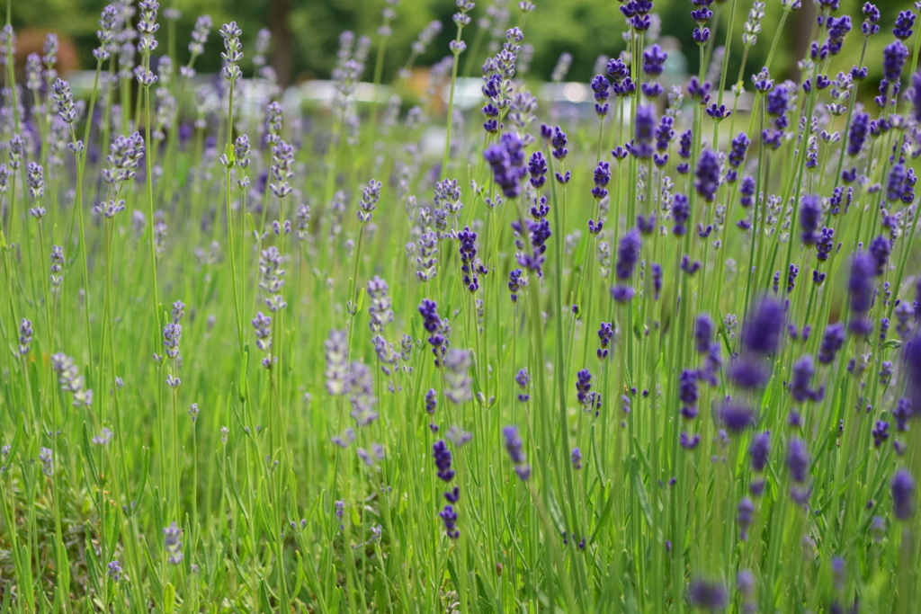 f:id:rtaroyma:20170624173402j:plain f:id:rtaroyma:20170624173402j:plain